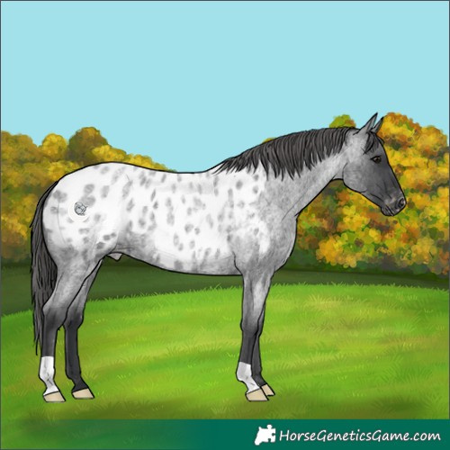 Horse Color:Blue Roan Appaloosa 
