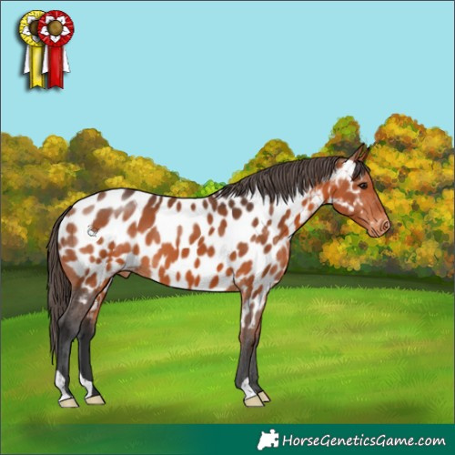 Horse Color:Bay Appaloosa 