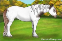 Horse Color:Liver Chestnut Splash Tobiano Frame 