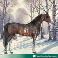 Horse Color:Brown Sabino Splash  and Brown Sabino 
