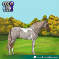 Horse Color:Chocolate Palomino Roan Tobiano