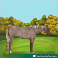 Horse Color:Chocolate Palomino Roan 