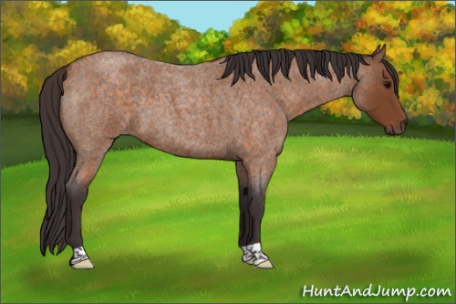 Horse Color:Buckskin Roan