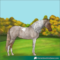 Horse Color:Chocolate Palomino Roan Tobiano