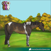 Horse Color:Buckskin Tobiano
