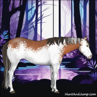 Horse Color:White Spotted Bay Sabino Rabicano