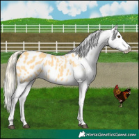 Horse Color:Palomino Dun Appaloosa
