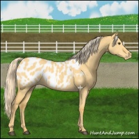 Horse Color:Palomino Dun Appaloosa 