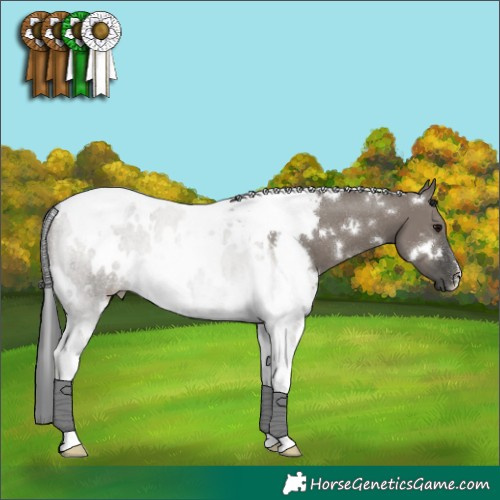 Horse Color:White Spotted Grullo Tobiano 
