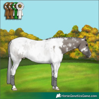 Horse Color:White Spotted Grullo Tobiano