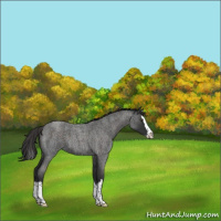 Horse Color:Liver Red Roan Splash 