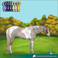 Horse Color:Chocolate Palomino Roan Splash Tobiano 