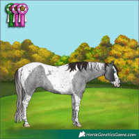 Horse Color:Liver Red Roan Splash Tobiano 