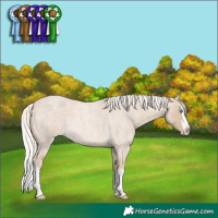 Horse Color:Cremello Roan Splash
