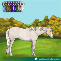 Horse Color:Cremello Roan Splash 