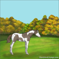 Horse Color:Chocolate Palomino Roan Splash Tobiano 
