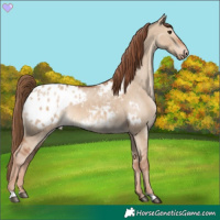 Horse Color:Red Dun Appaloosa 