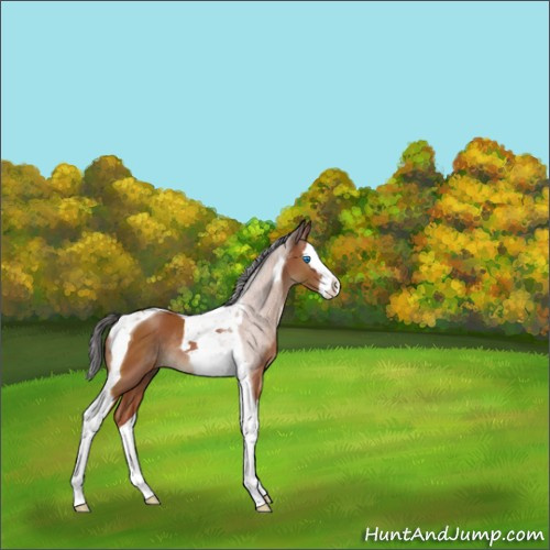 Horse Color:Bay Splash Tobiano Rabicano 