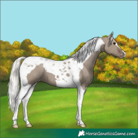 Horse Color:Silver Grullo Tobiano Appaloosa