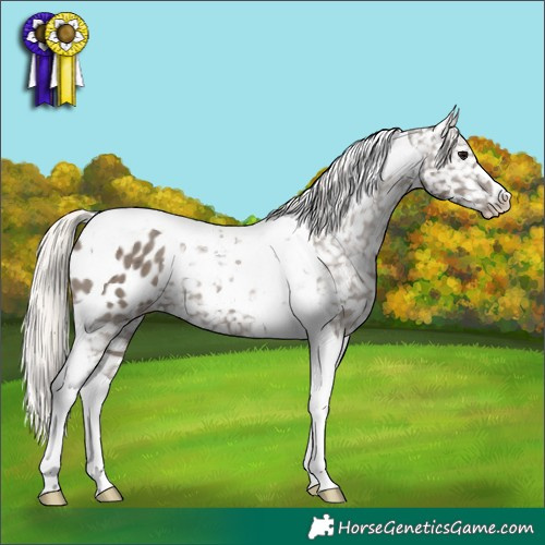 Horse Color:Silver Grullo Tobiano Appaloosa Brindle 