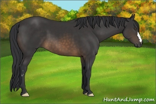 Horse Color:Buckskin Frame
