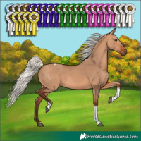 Horse Color:Silver Bay Dun Tobiano Rabicano 