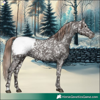 Horse Color:Liver Chestnut Appaloosa Rabicano 