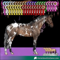 Horse Color:White Spotted Brown Dun Brindle