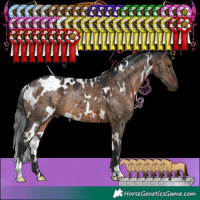 Horse Color:White Spotted Brown Dun Brindle