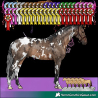 Horse Color:White Spotted Brown Dun Brindle