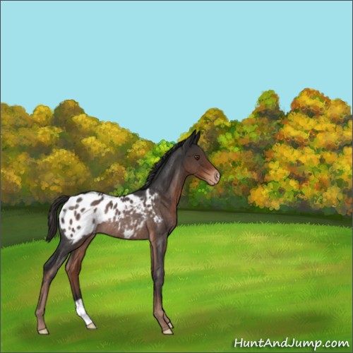 Horse Color:Liver Red Roan Appaloosa Rabicano 
