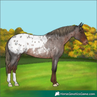Horse Color:Liver Red Roan Appaloosa Rabicano