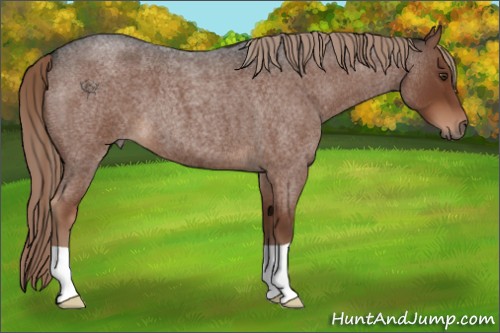 Horse Color:Liver Red Roan 