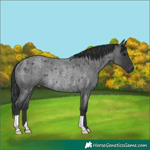 Horse Color:Blue Roan Rabicano 