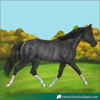 Horse Color:Black Rabicano 