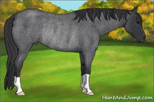 Horse Color:Blue Roan Rabicano 