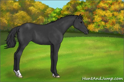 Horse Color:Black 