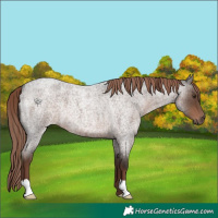 Horse Color:Liver Red Roan 