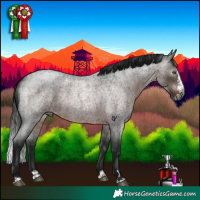 Horse Color:Gray Brown Roan Splash Rabicano