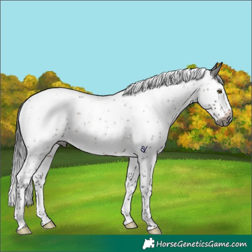 Horse Color:Gray Brown Roan Splash Rabicano 