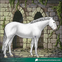 Horse Color:Gray Brown Roan Splash Rabicano 