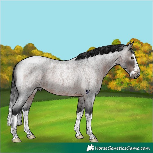 Horse Color:Gray Brown Roan Splash Rabicano 
