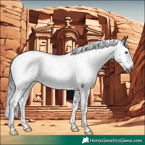 Horse Color:Gray Brown Roan Splash Rabicano 