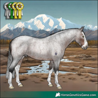 Horse Color:Gray Bay Roan Splash Rabicano