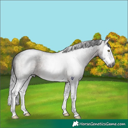 Horse Color:Gray Brown Roan Splash Rabicano 