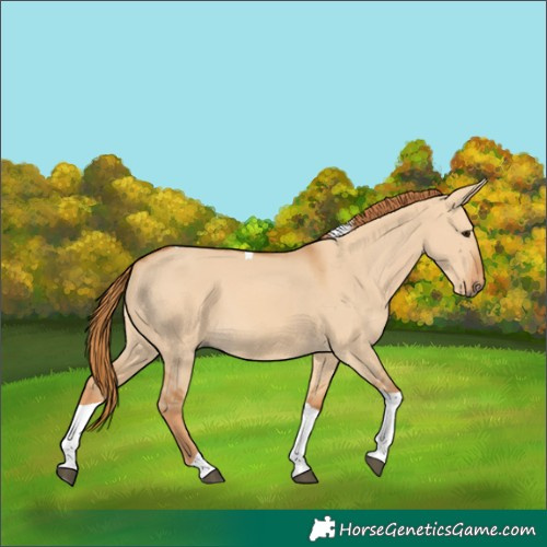 Horse Color:Red Dun Tobiano 