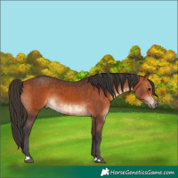 Horse Color:Bay and Bay