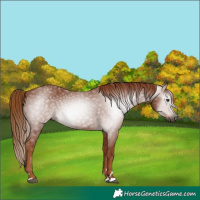 Horse Color:Gray Chestnut 