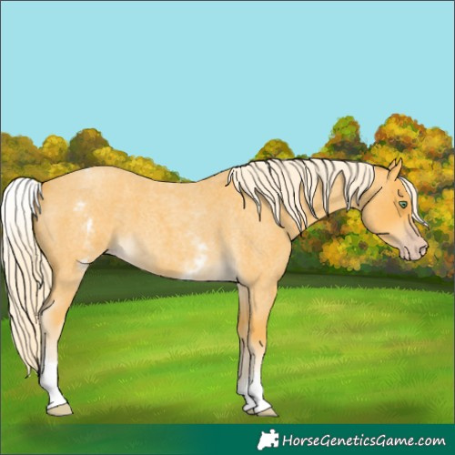 Horse Color:White Spotted Gold Cream Champagne Roan 