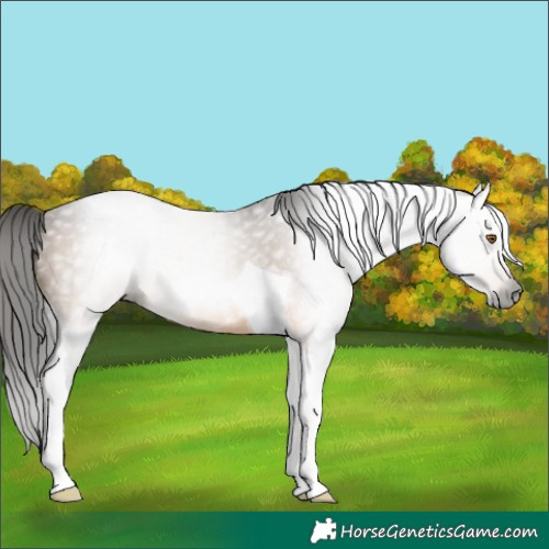 Horse Color:Gray Buckskin Tobiano 